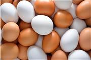 برخورد دامپزشکی فهرج با واحدهای متخلف عرضه تخم مرغ