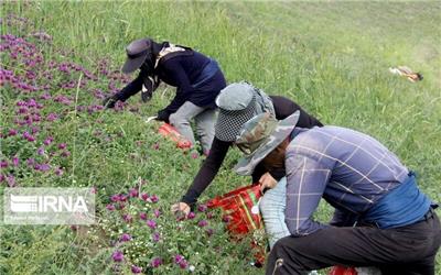 جبالبارز، داروخانه طبیعی ایران را دریابید