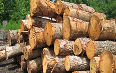 کشف 18 تن چوب قاچاق در کرمان