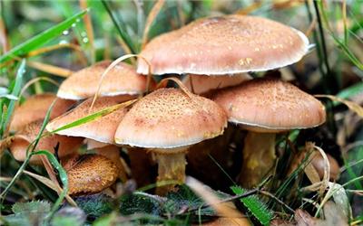 قارچ‌های سمی چه نشانه‌هایی دارد؟